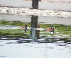 Oxyura jamaicensis
