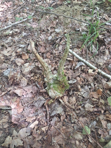 Western Roe Deer