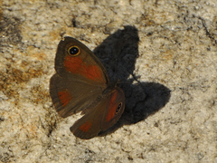 Cassionympha detecta
