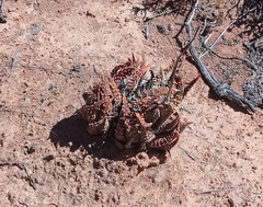 Tulista pumila