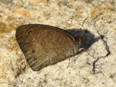 Cassionympha detecta