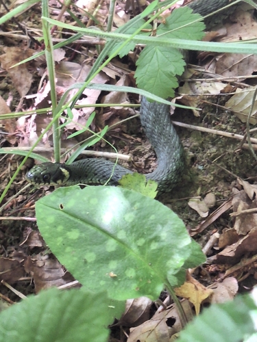 grass snake