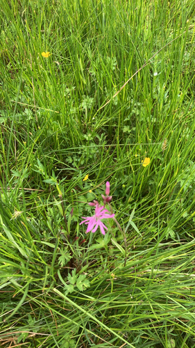 ragged-robin