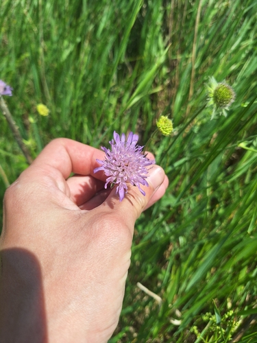 Field Scabious
