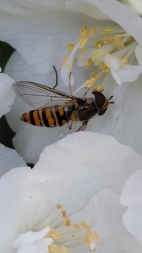 Marmalade Hover Fly
