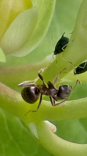 Black Garden Ant