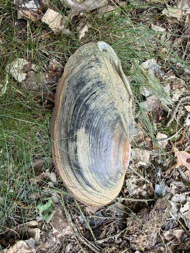Swan Mussel