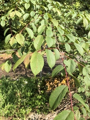 Ulmus uyematsui