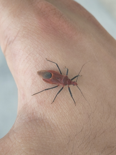 Cutocoris russatus