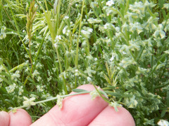 Pectocarya platycarpa