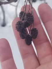 Alnus alnobetula