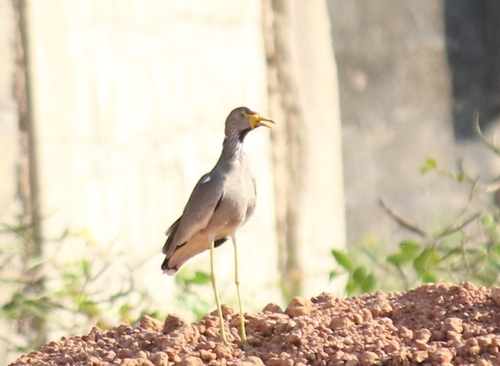 iNaturalist: (c) Marina Nikonorova, some rights reserved (CC BY-NC), uploaded by Marina Nikonorova iNaturalist image