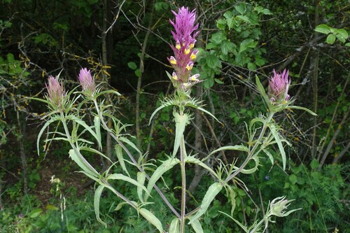Field Cow-wheat
