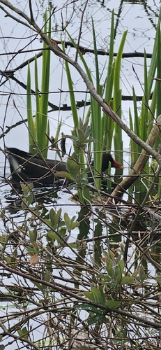 Common Moorhen