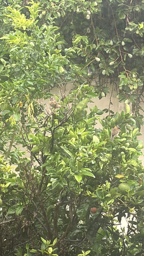 Rufous-collared Sparrow