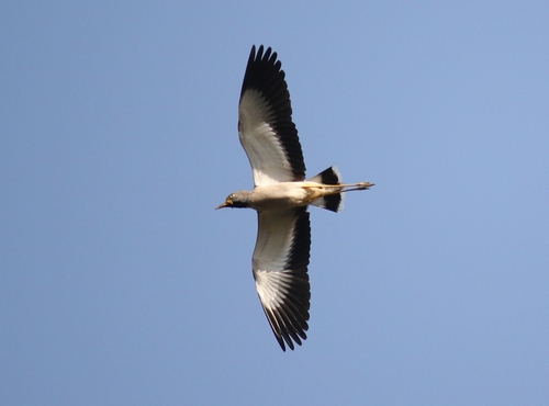 iNaturalist image