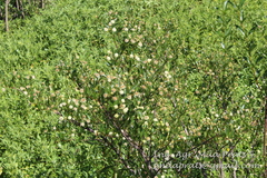 Cephalanthus glabratus