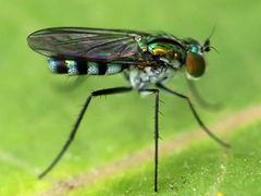 Plagioneurus univittatus