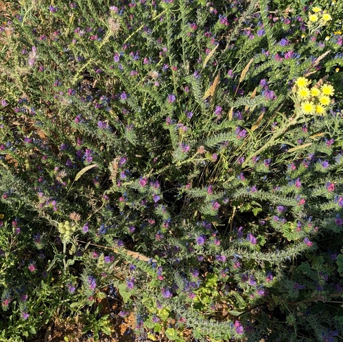purple viper's-bugloss
