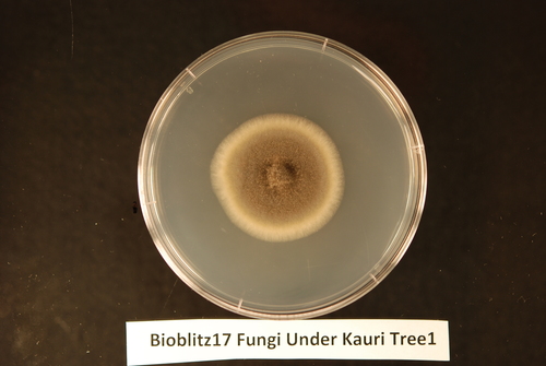 Genus Curvularia · iNaturalist