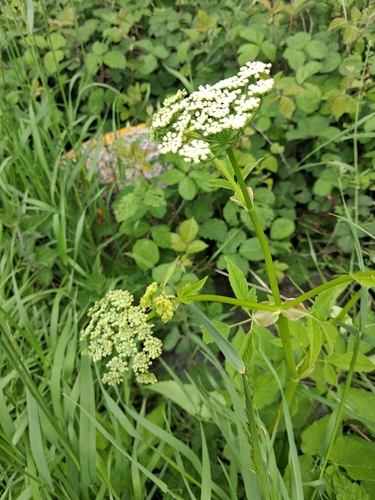 Goutweed