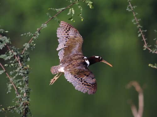 iNaturalist image