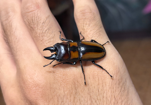 Prosopocoilus biplagiatus