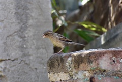 Passer domesticus