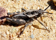 Dracotettix monstrosus