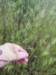 Festuca microstachys