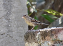 Passer domesticus
