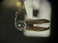 Ampedus miniipennis