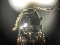 Ampedus miniipennis