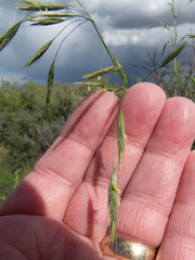 Bromus arizonicus
