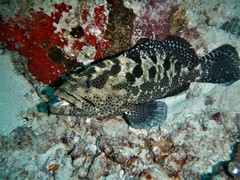 Epinephelus polyphekadion
