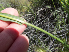 Bromus arizonicus
