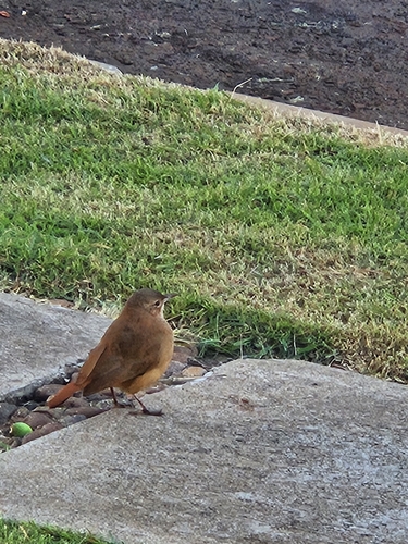 Rufous Hornero