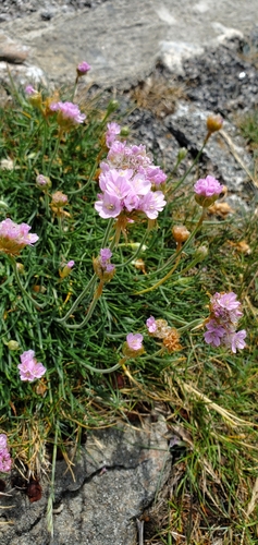 Sea Thrift