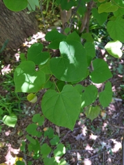 Cercis canadensis