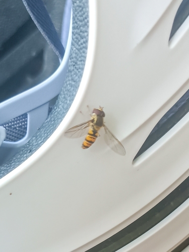 Marmalade Hover Fly