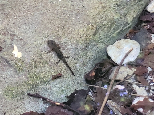 Fire Salamander