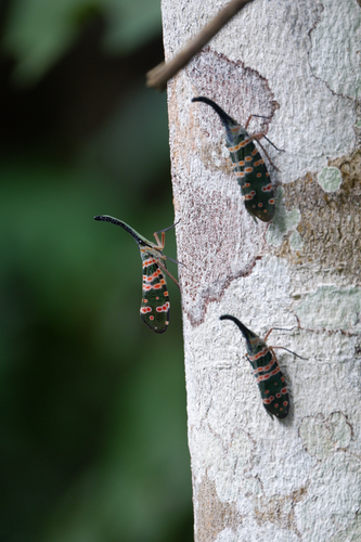 Dark-horned Lanternfly