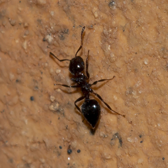 Crematogaster ionia