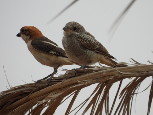 Woodchat Shrike