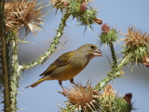European Greenfinch