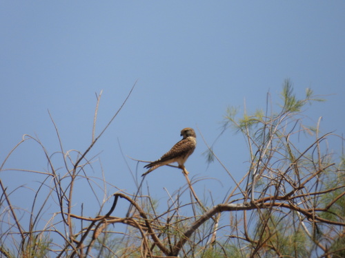Eurasian Kestrel