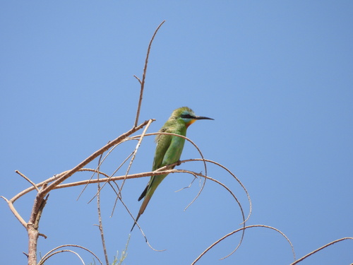 Blue-cheeked Bee-eater