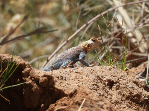 Bibron's Agama