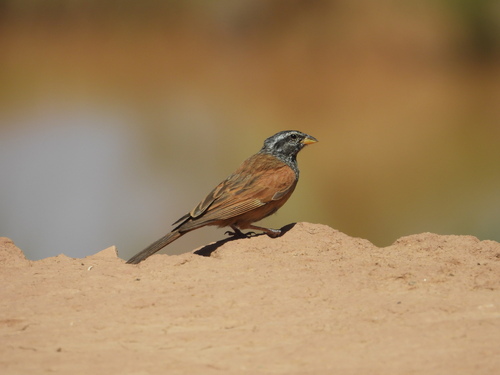 House Bunting