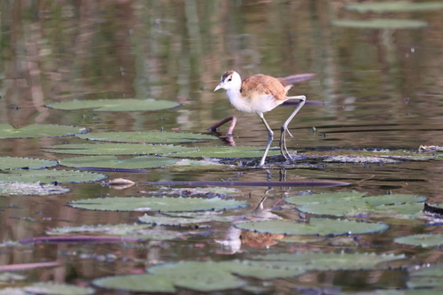 iNaturalist image